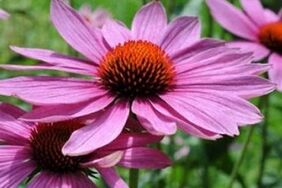 Sok echinacea w leczeniu zapalenia grupy gruntowej